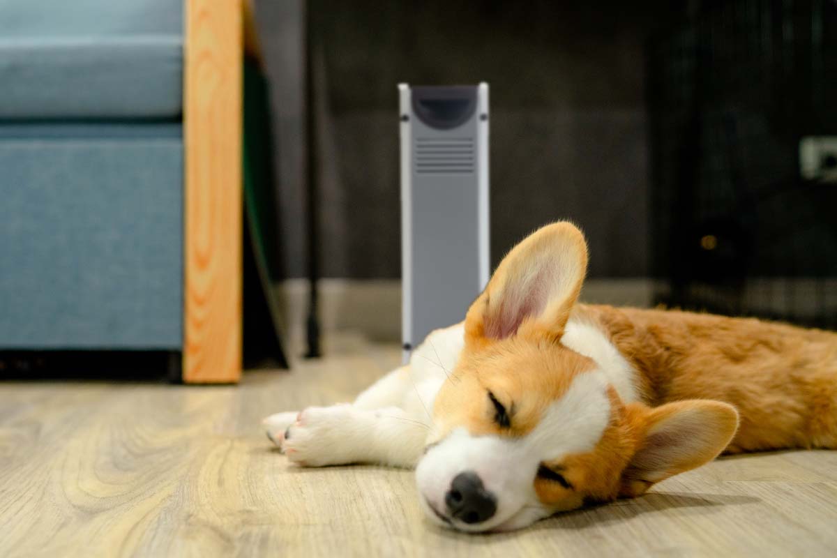 A corgi puppy sleeping on the floor near a Power Panel